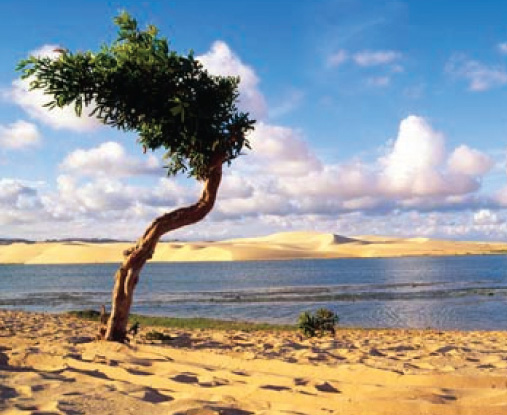 Bãi biển