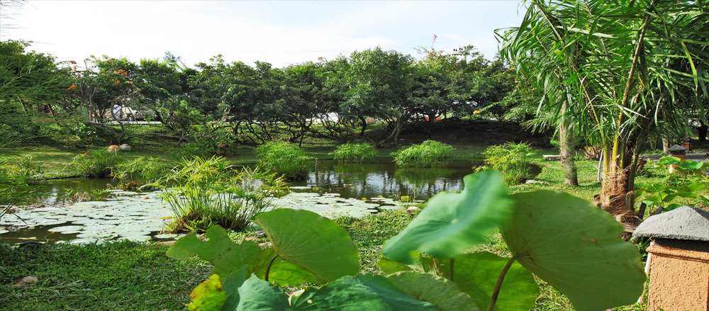 Vườn