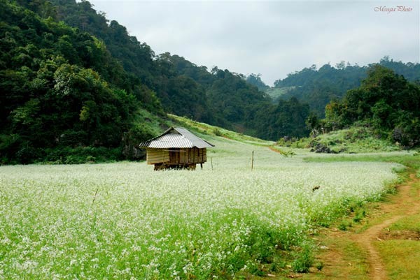 hoa-cai-trang-moc-chau-hotel24h.net.jpg