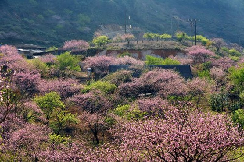 hoa-dao-hoel24h.net.jpg