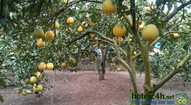 buoi-phuc-trach-hotel24h.net.jpg