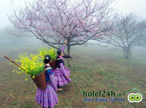 du-lich-moc-chau-mua-hoa-cai-hotel24h-a8.png