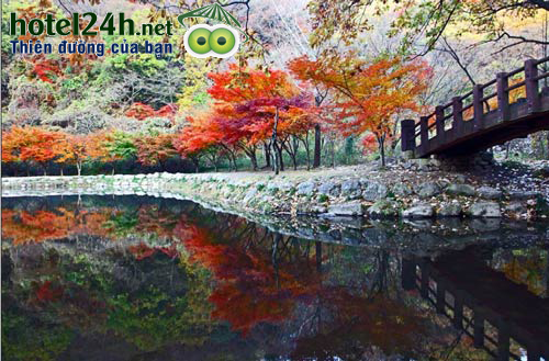 mua-thu-han-quoc-nhung-canh-rung-do-la-hotel24h-a10.png