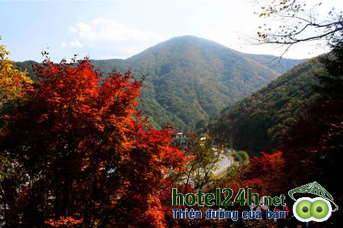 mua-thu-han-quoc-nhung-canh-rung-do-la-hotel24h-a7.png