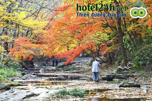 mua-thu-han-quoc-nhung-canh-rung-do-la-hotel24h-a8.png