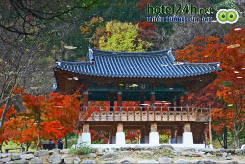 mua-thu-han-quoc-nhung-canh-rung-do-la-hotel24h-a9.png