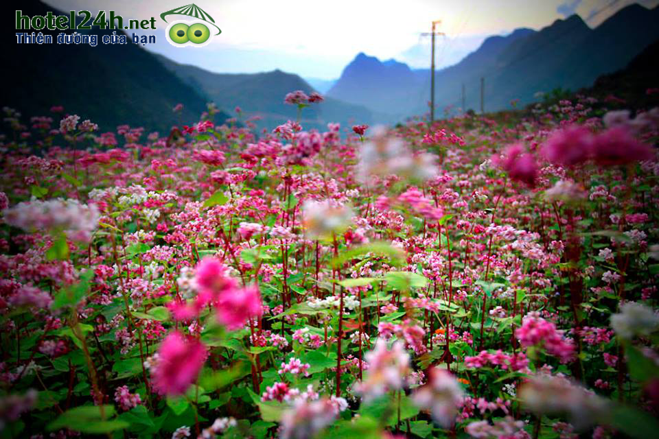 du-lich-ha-giang-trai-nghiem-kho-phai-hotel24h-a3.png