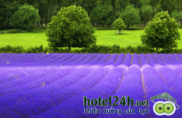 nhung-canh-dong-hoa-tuyet-dep-tai-viet-nam-hotel24h-a12.png