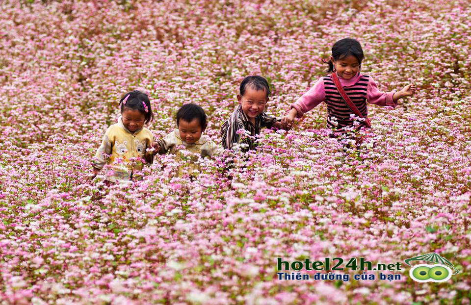 nhung-canh-dong-hoa-tuyet-dep-tai-viet-nam-hotel24h-a13.png