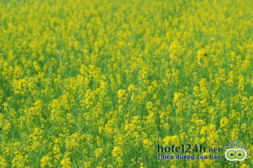 nhung-canh-dong-hoa-tuyet-dep-tai-viet-nam-hotel24h-a3.png