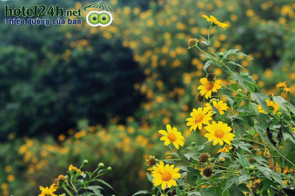 nhung-canh-dong-hoa-tuyet-dep-tai-viet-nam-hotel24h-a5.png