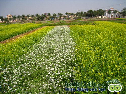 nhung-canh-dong-hoa-tuyet-dep-tai-viet-nam-hotel24h-a6.png