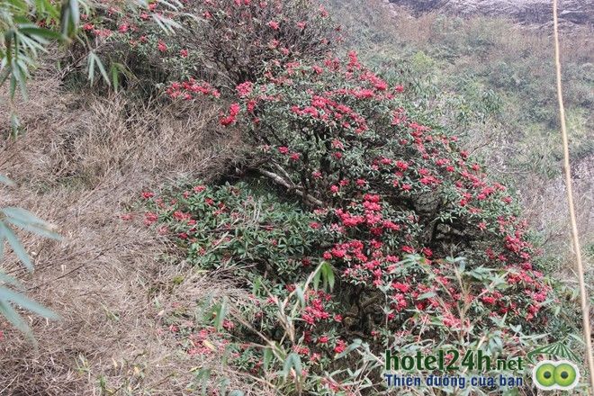 ngam-thien-duong-hoa-doc-dao-tai-viet-nam-hotel24h-a16.jpg
