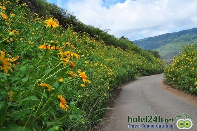ngam-thien-duong-hoa-doc-dao-tai-viet-nam-hotel24h-a19.jpg