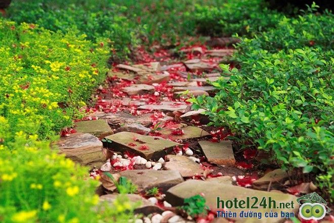 ngam-thien-duong-hoa-doc-dao-tai-viet-nam-hotel24h-a21.jpg