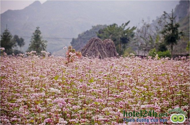 ngam-thien-duong-hoa-doc-dao-tai-viet-nam-hotel24h-a3.jpg