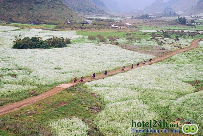 ngam-thien-duong-hoa-doc-dao-tai-viet-nam-hotel24h-a5.jpg