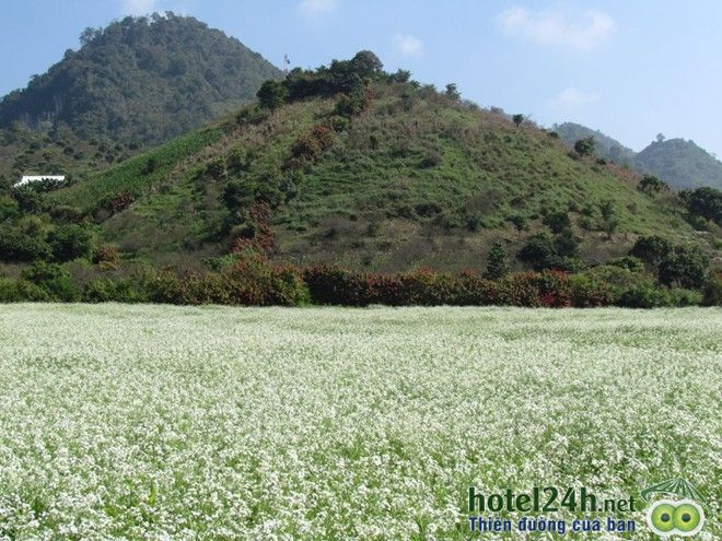 ngam-thien-duong-hoa-doc-dao-tai-viet-nam-hotel24h-a6.jpg