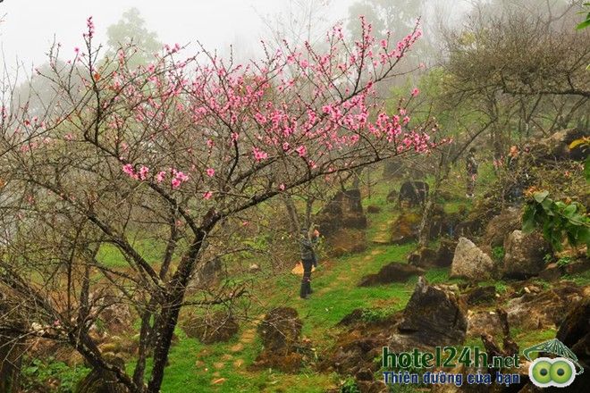 ngam-thien-duong-hoa-doc-dao-tai-viet-nam-hotel24h-a9.jpg