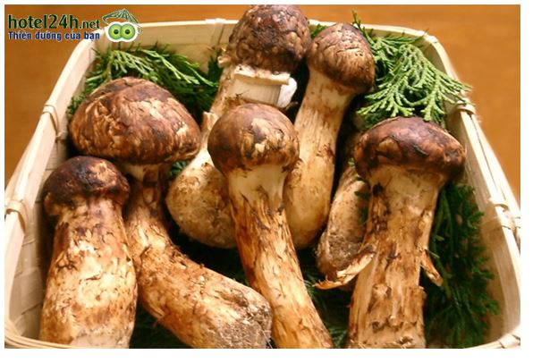 nam%20matsutake.jpg