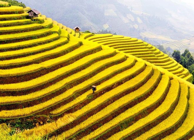 ruongbacthang.jpg