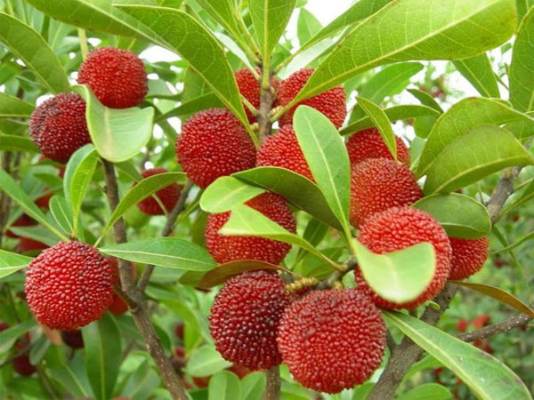 su-that-ve-qua-thanh-mai-rung-khien-ba-noi-tro-yen-tam.jpg