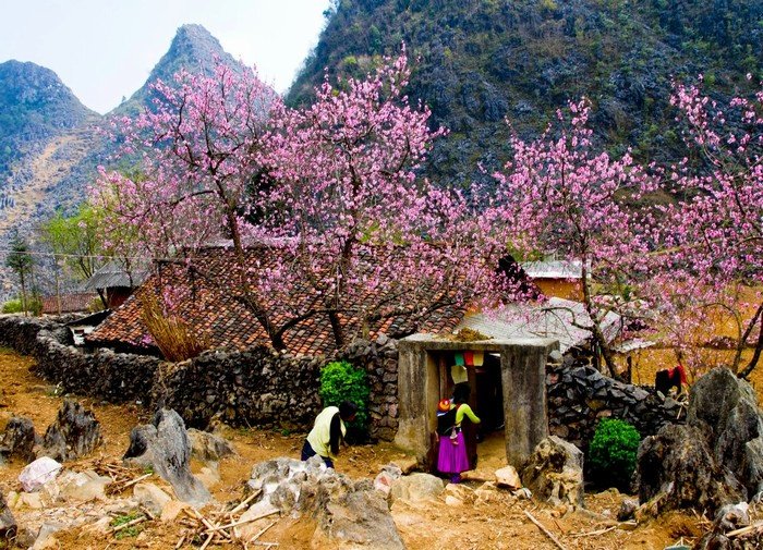 8-du-lich-tay-bac-mua-xuan-mytour-1.jpg